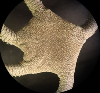 Media type: image; Invertebrate Zoology OPH-113